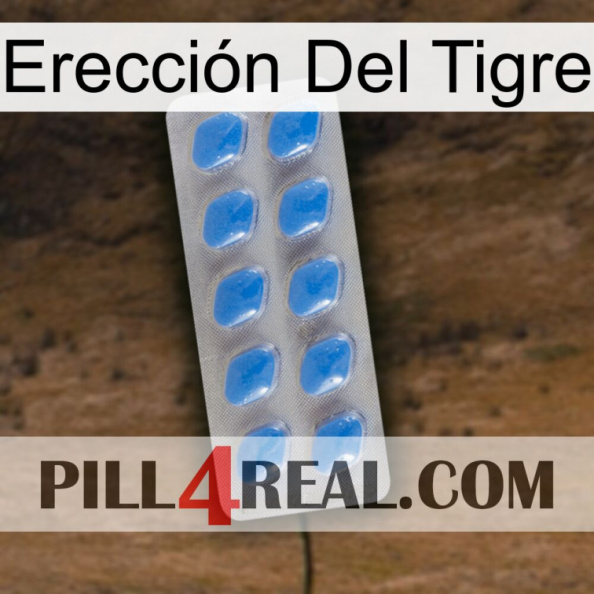 Erección Del Tigre 22.jpg